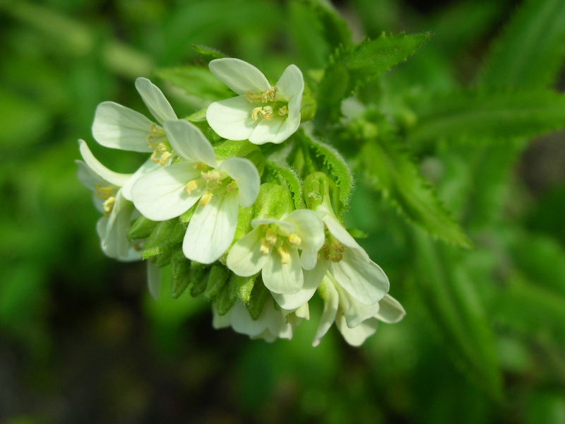 Pseudoturritis turrita (= Arabis turrita) / Arabetta maggiore